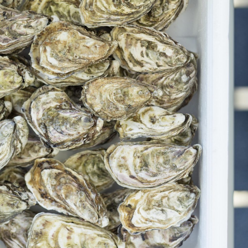 Cooley-Oysters-7-min-min